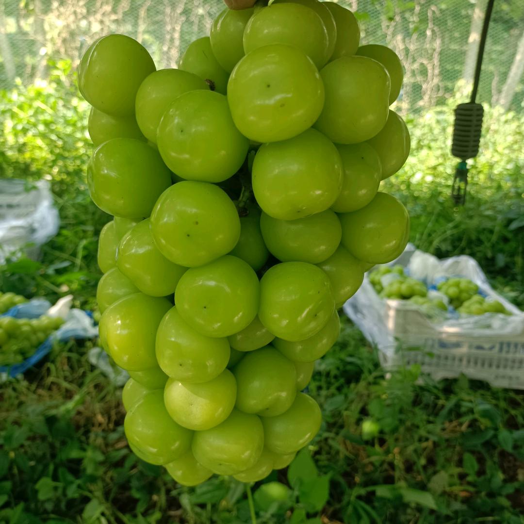 豫信水果助农代发代办