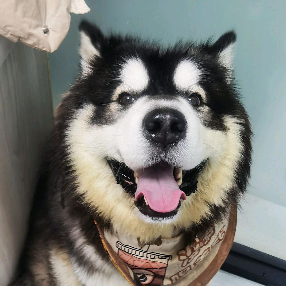 混世小魔王阿拉猪