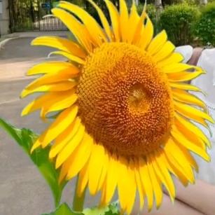 🌾🌻