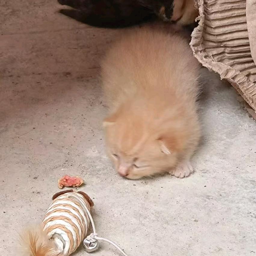 花看半开