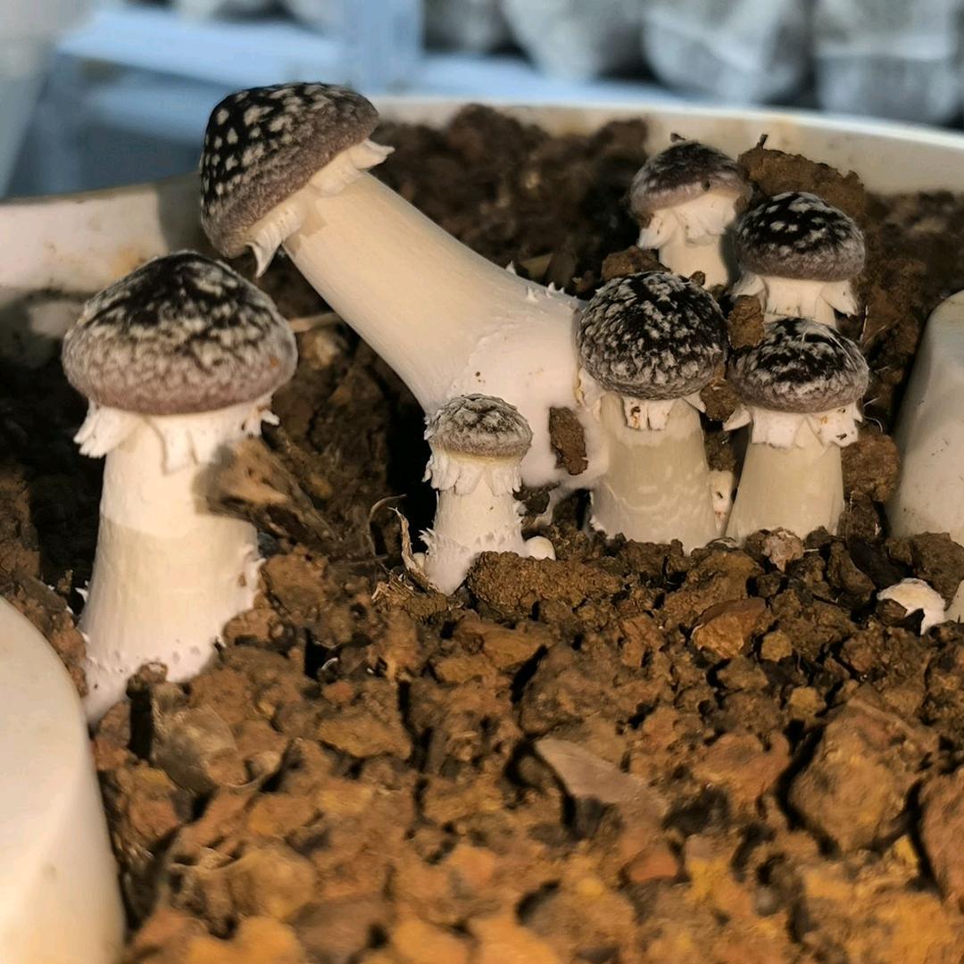 菌子之交