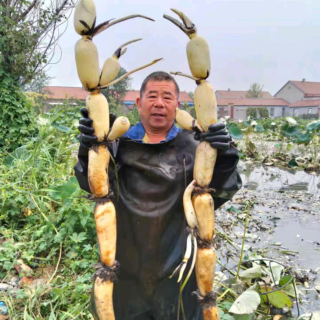 老于莲藕