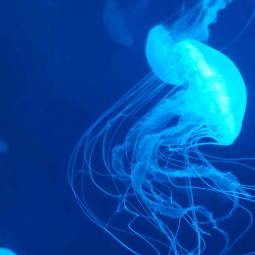 柠檬树上开心果