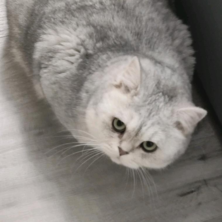 yiko