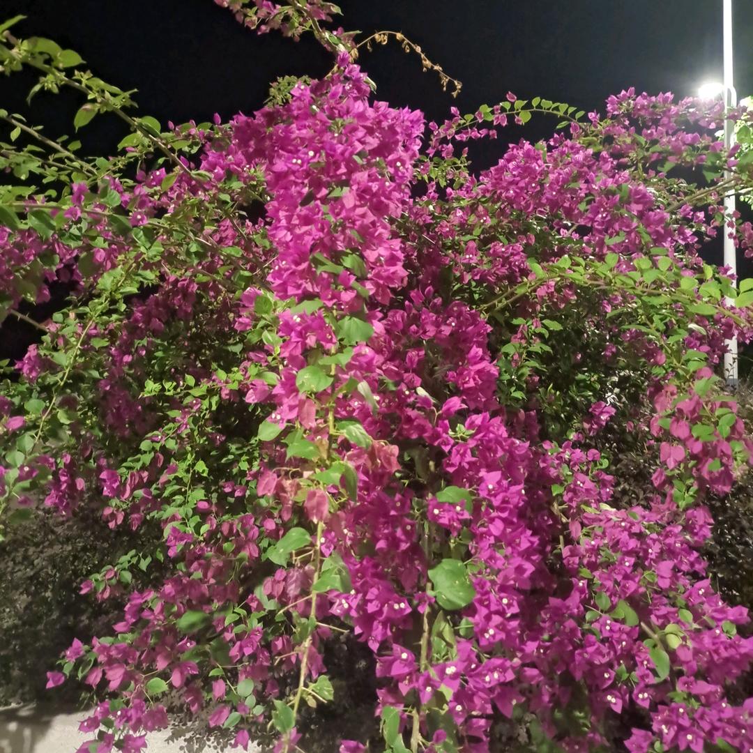 桥明月夜     祥