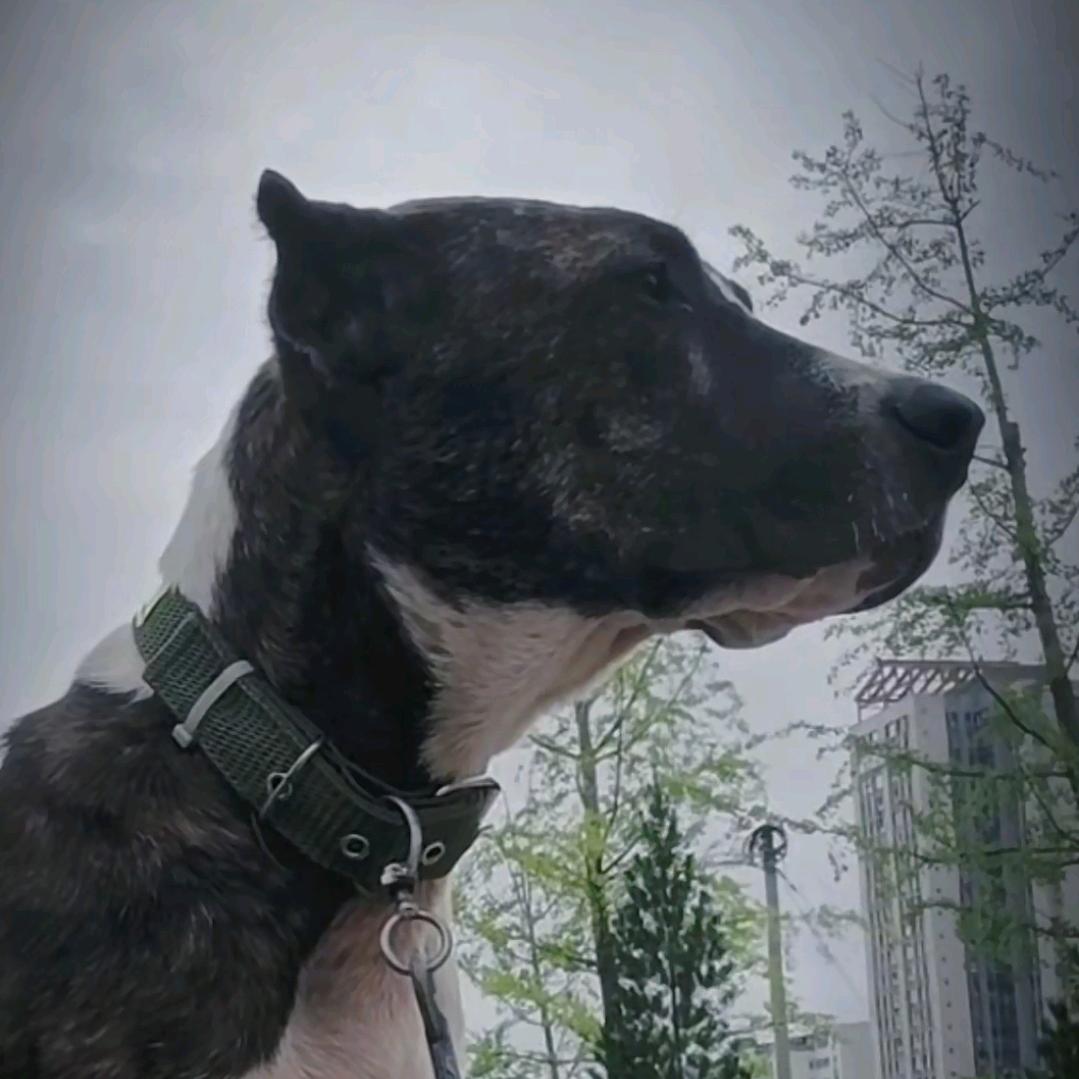 地面判官公益护农