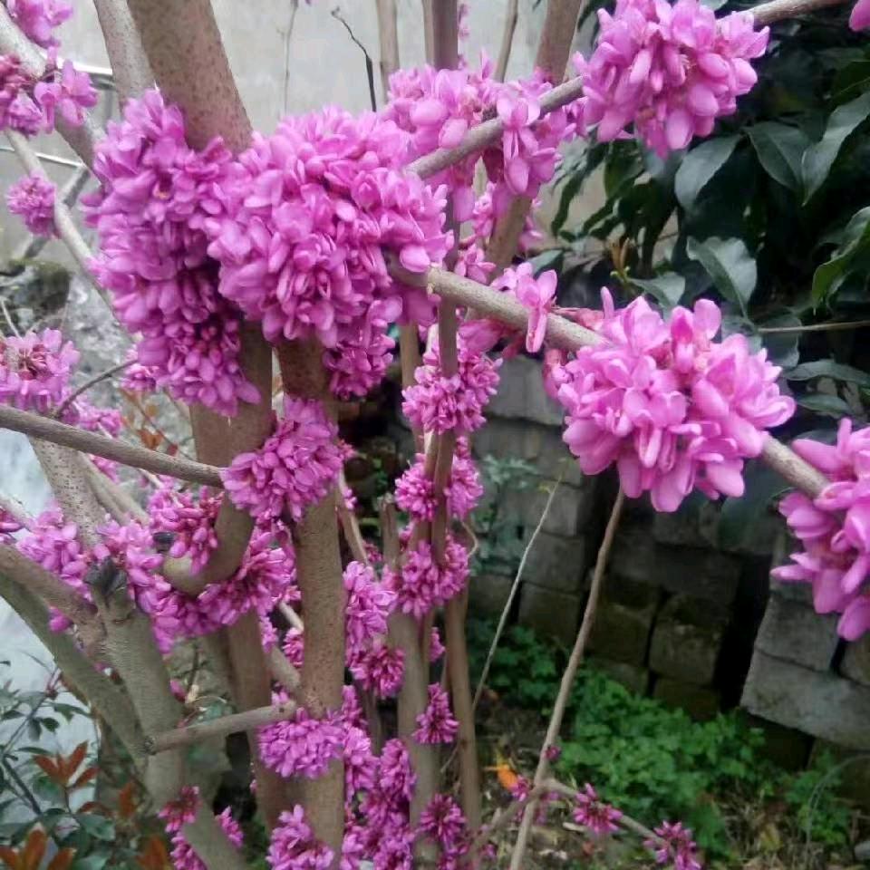 小古月