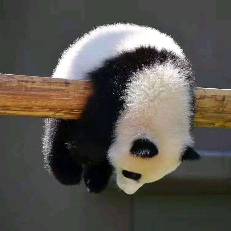 爱听歌的小七