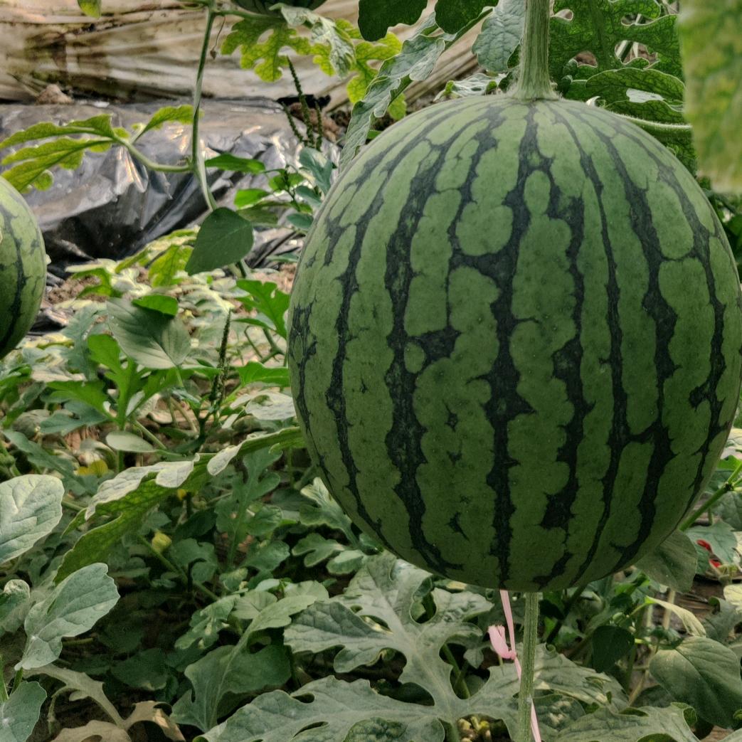 临朐昭欣生态种植园