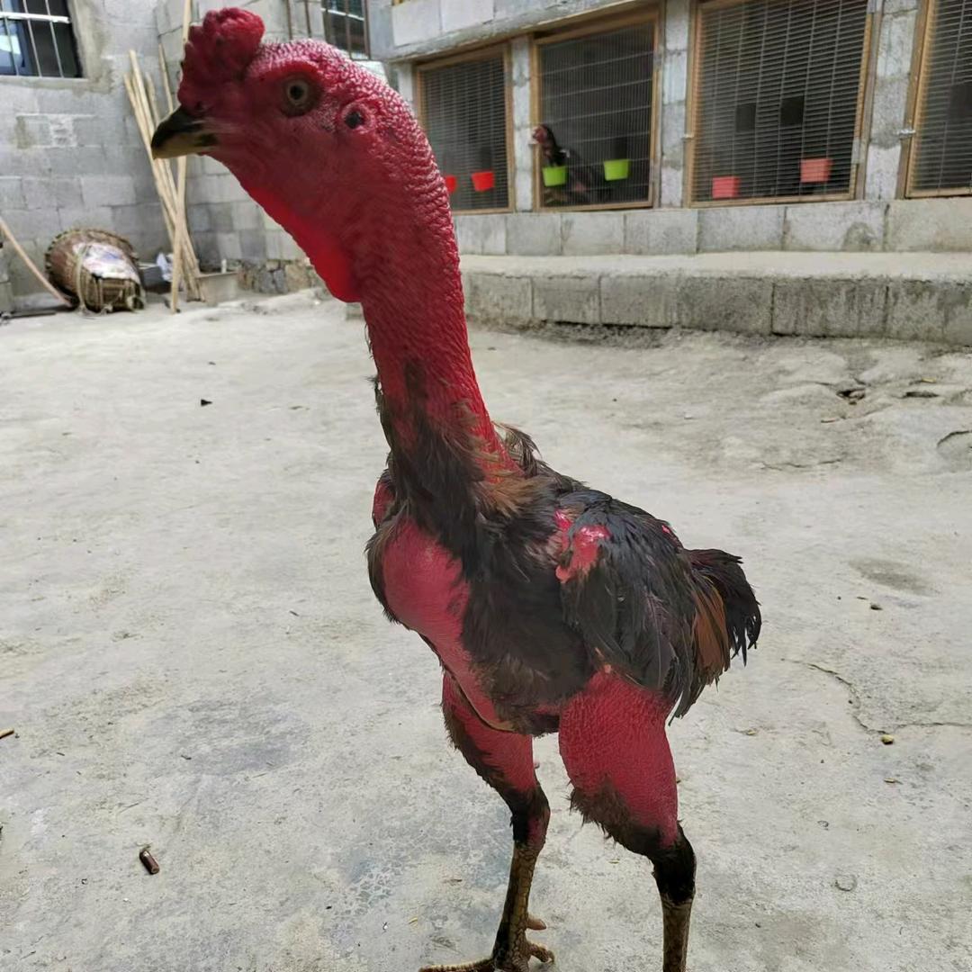 斗鸡