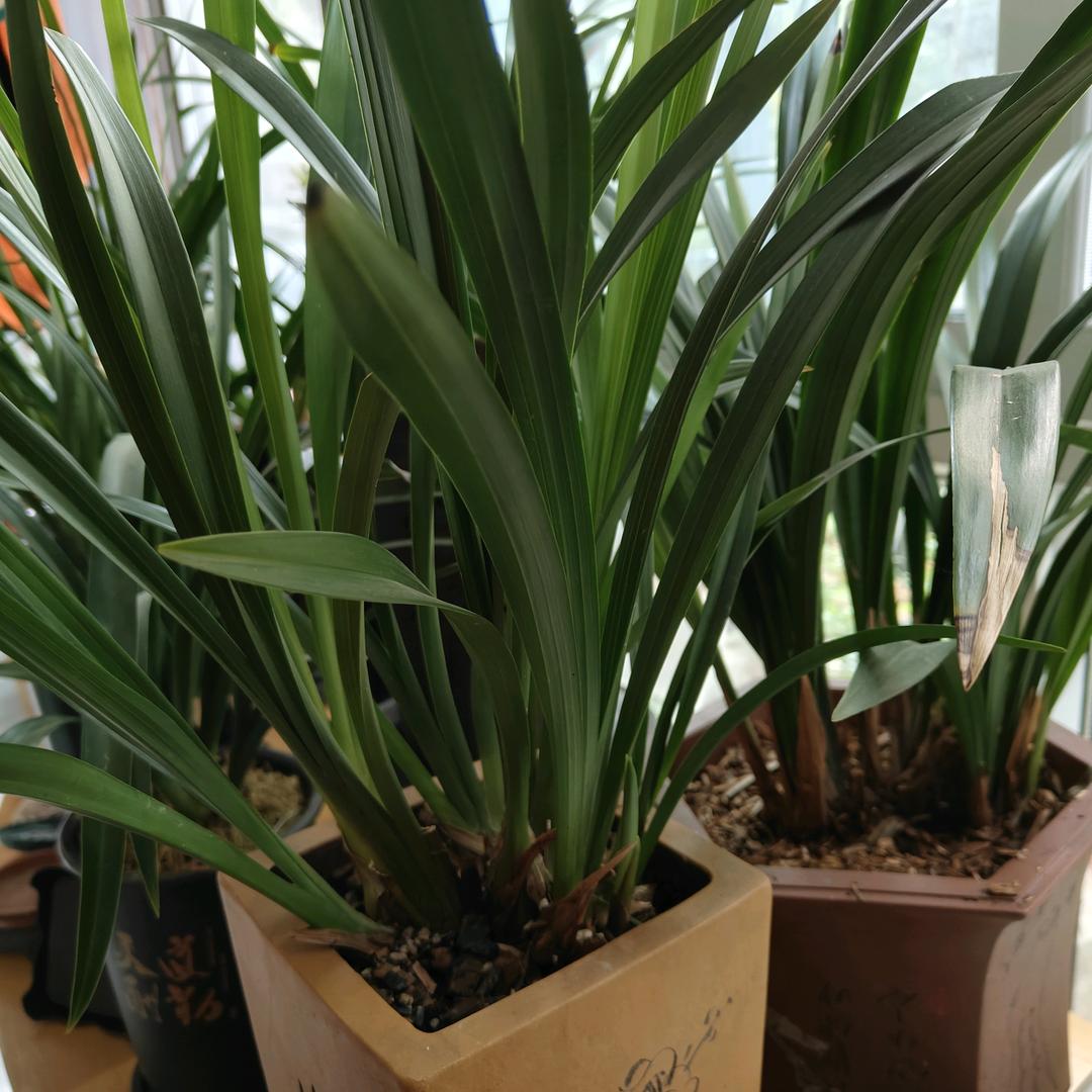 小凤（生活小常识）