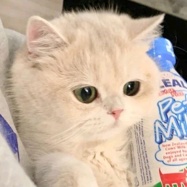 小猪想吃年糕（自愈版）