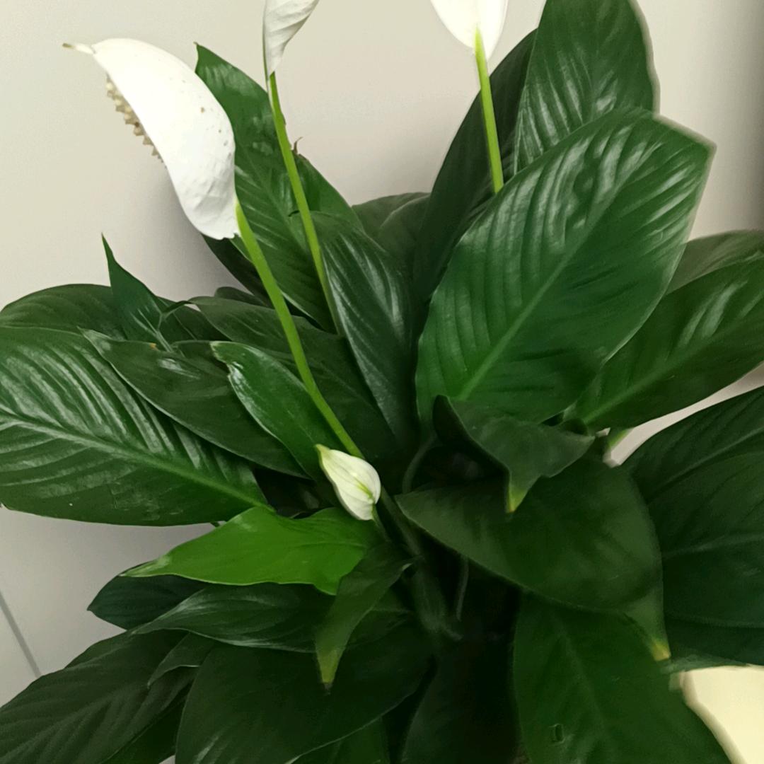 明天依然是晴天