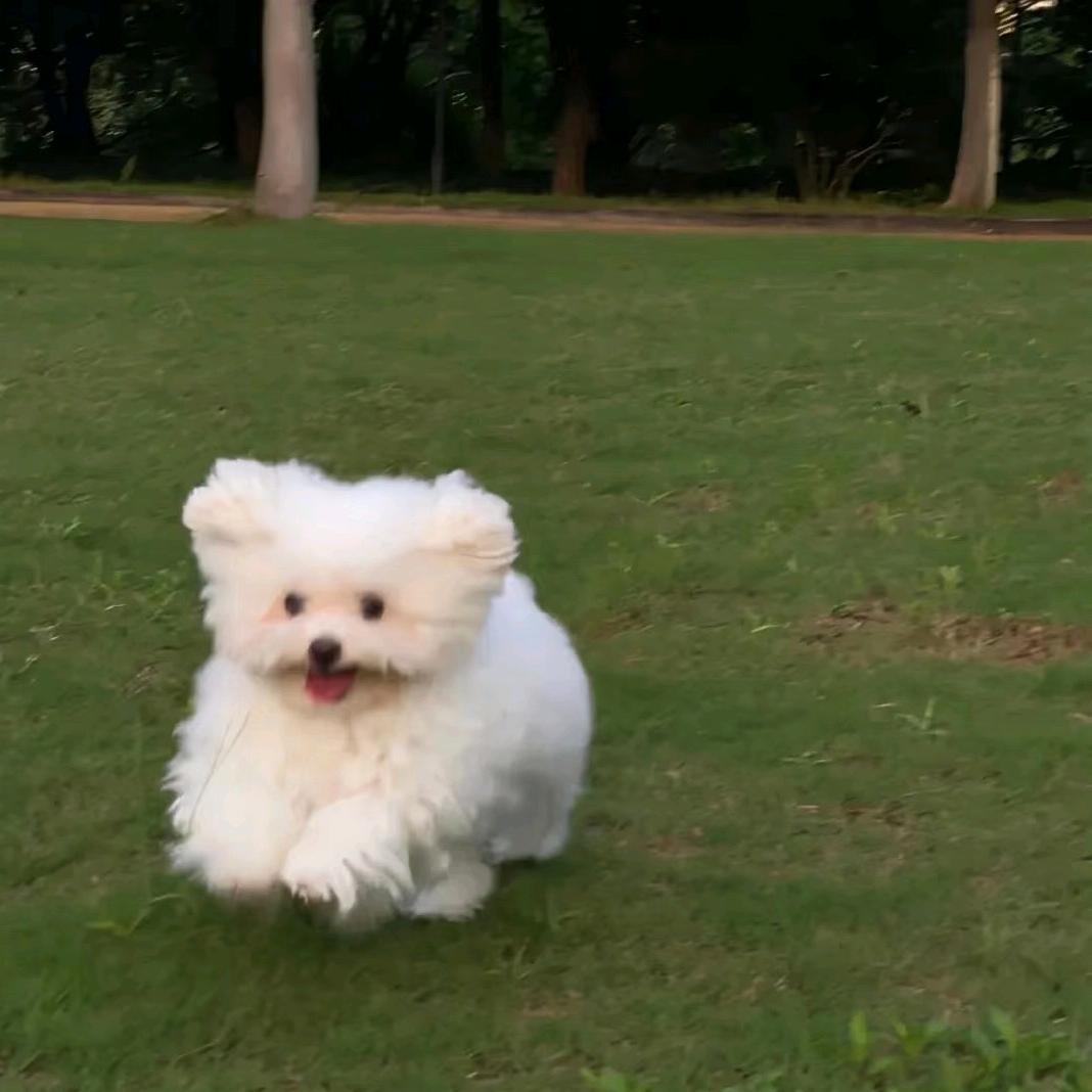 敢敢