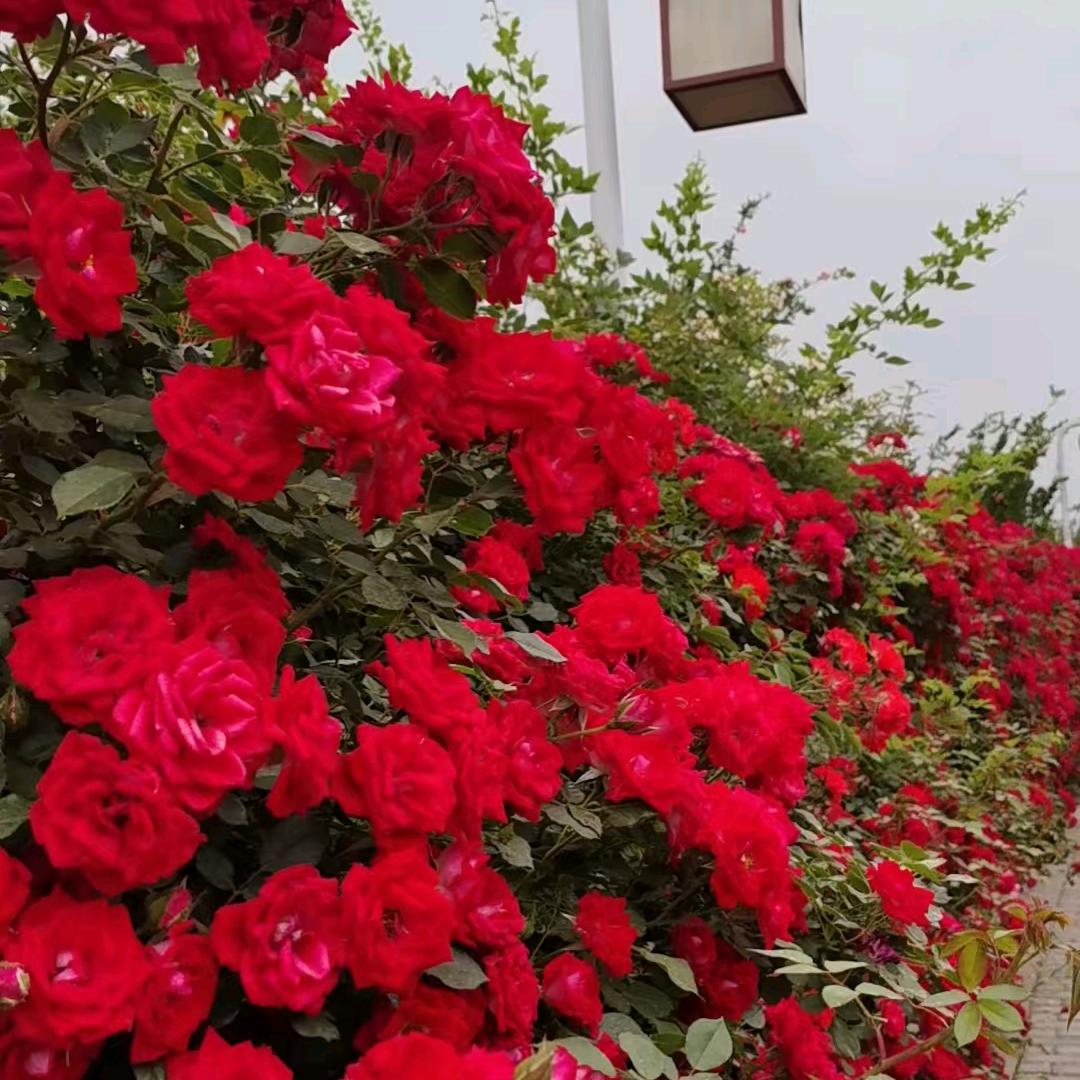 甜甜小吃货⭐（勿连赞）