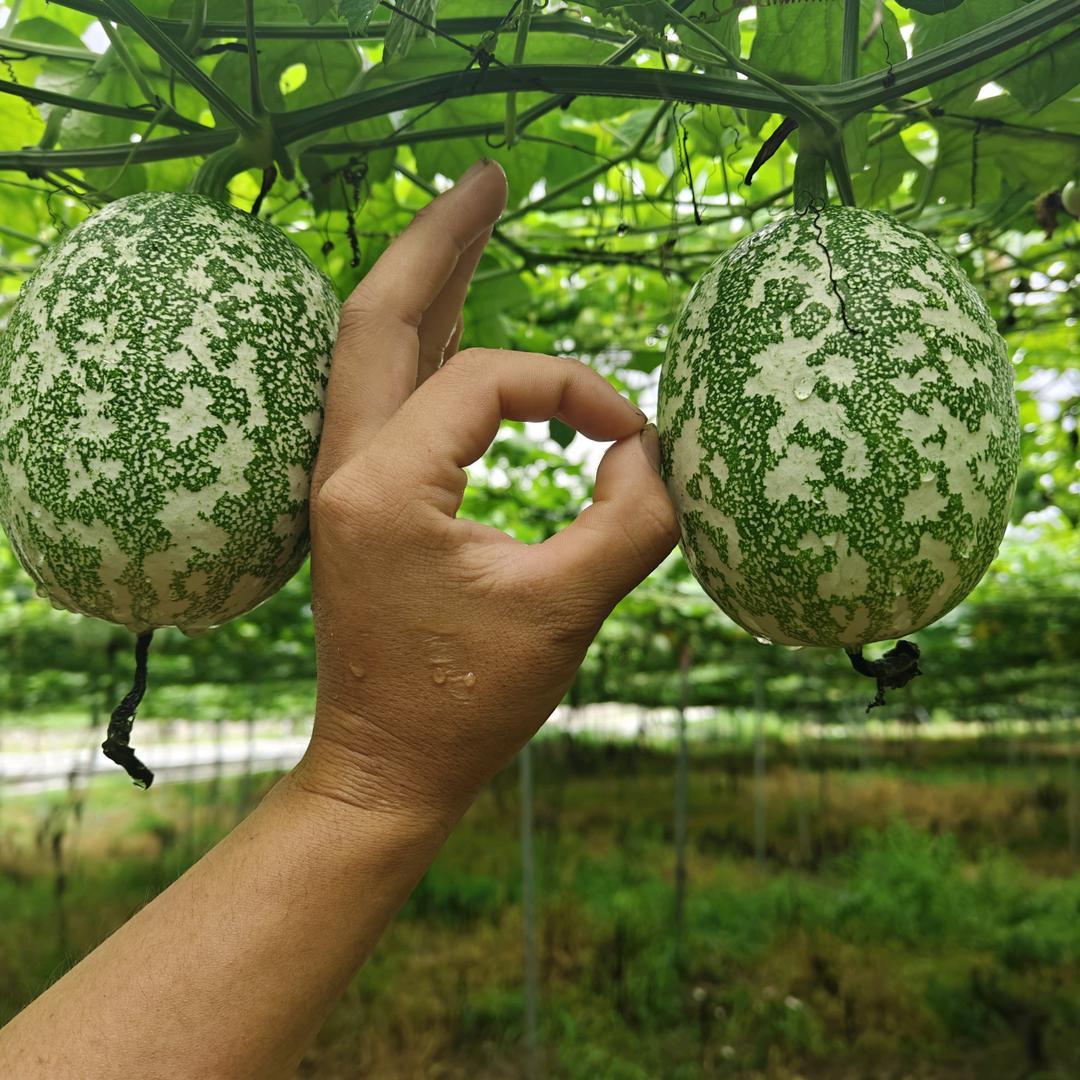 一只种吊瓜的狗子