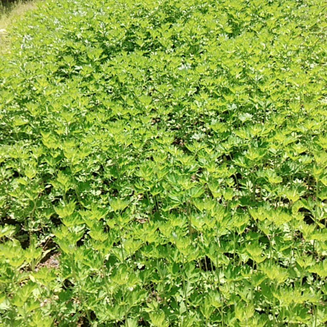 陈老陈
