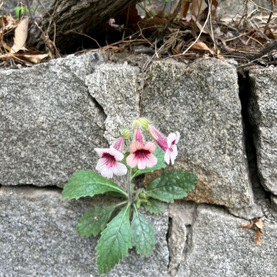 ꦿ໊美食秀🕊ꦿᩚ٭