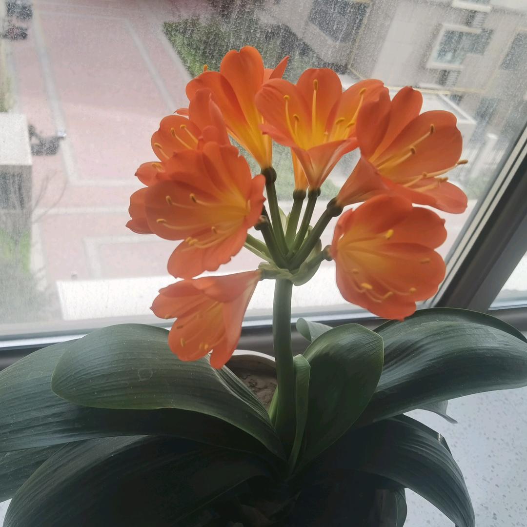 笨笨（手机摄影）