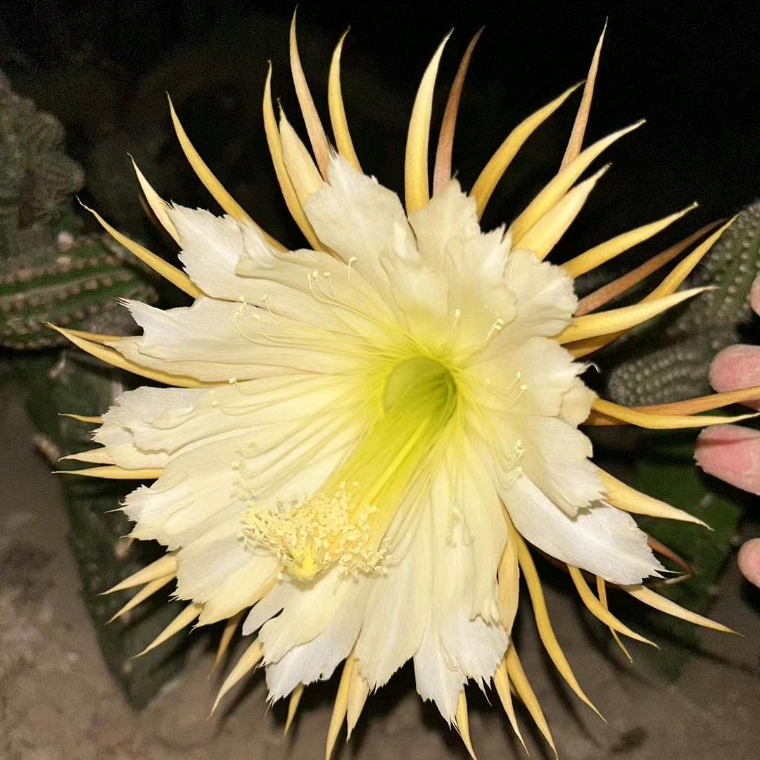 金艳花卉