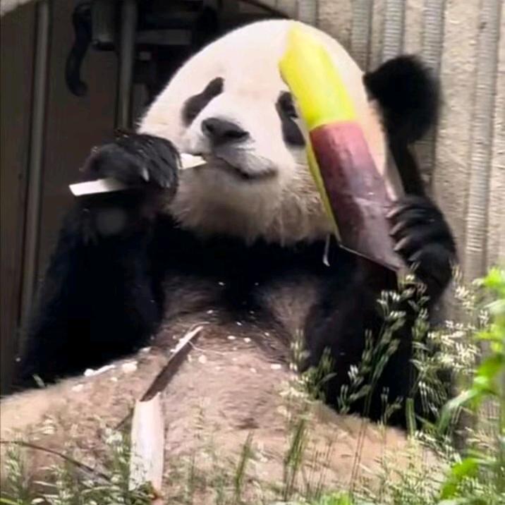 棒棒