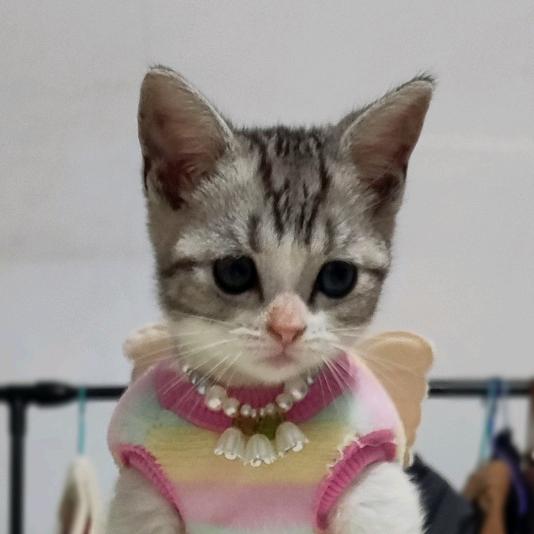 彭壮壮