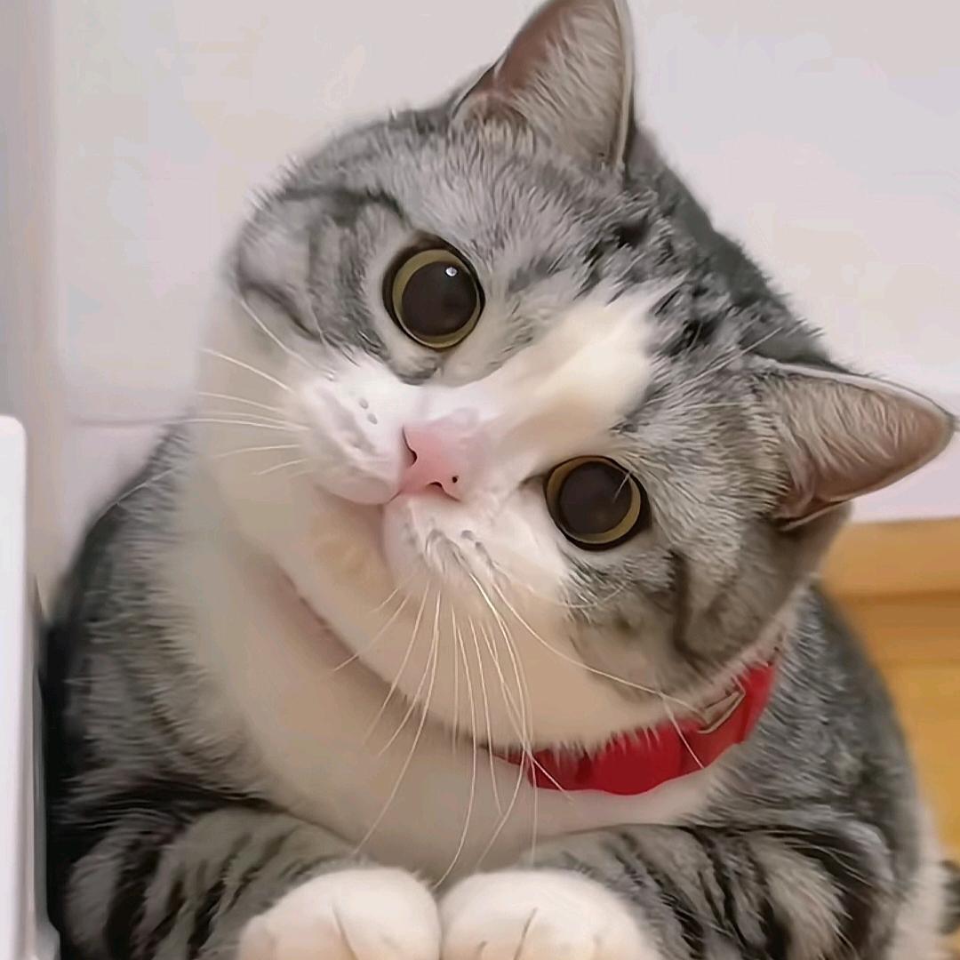 玲珑爱宠物