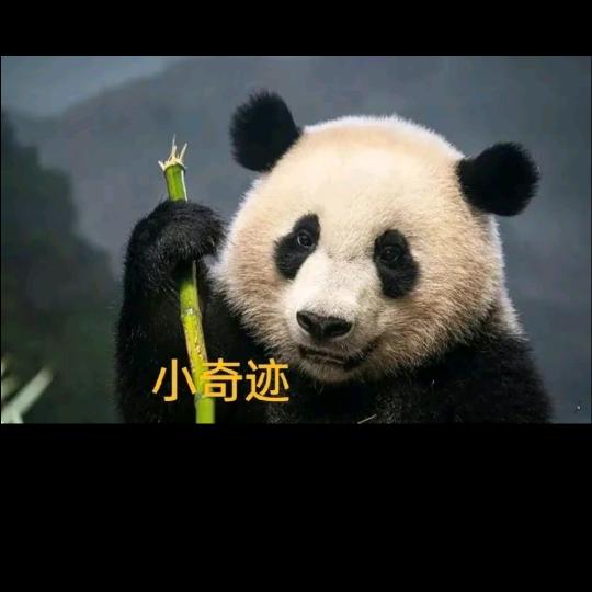 我爱国宝大熊猫