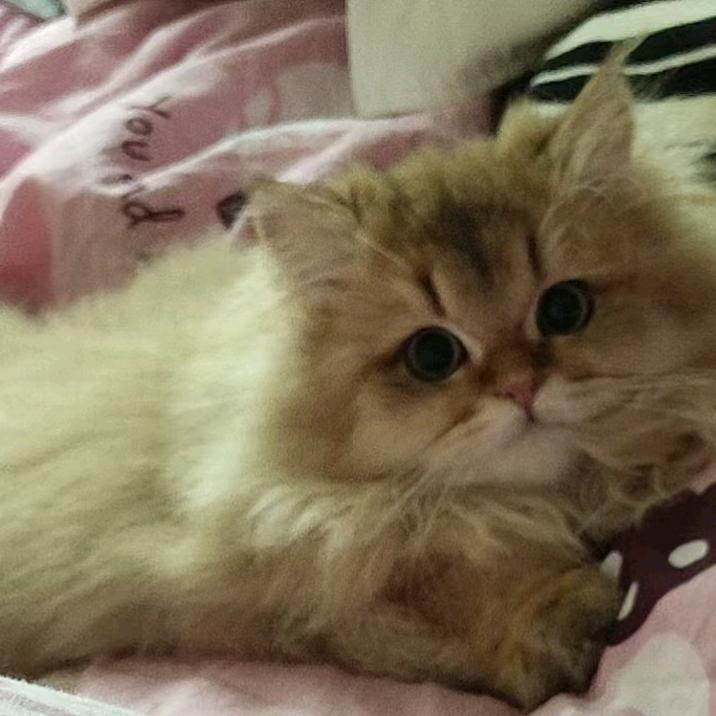 生椰拿铁不加糖