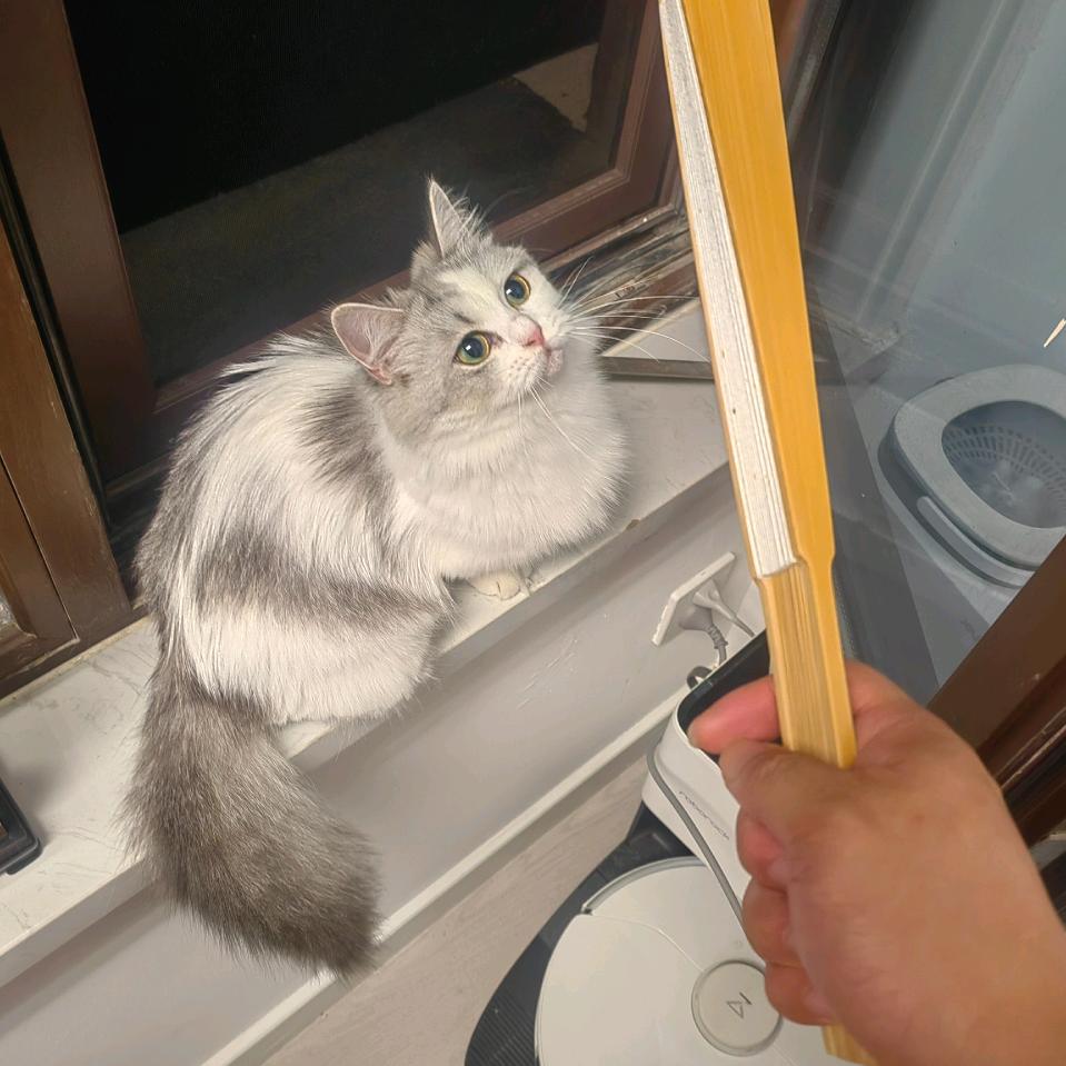 刚洗过的白衬衫