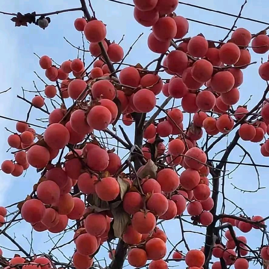 姐就这脾气