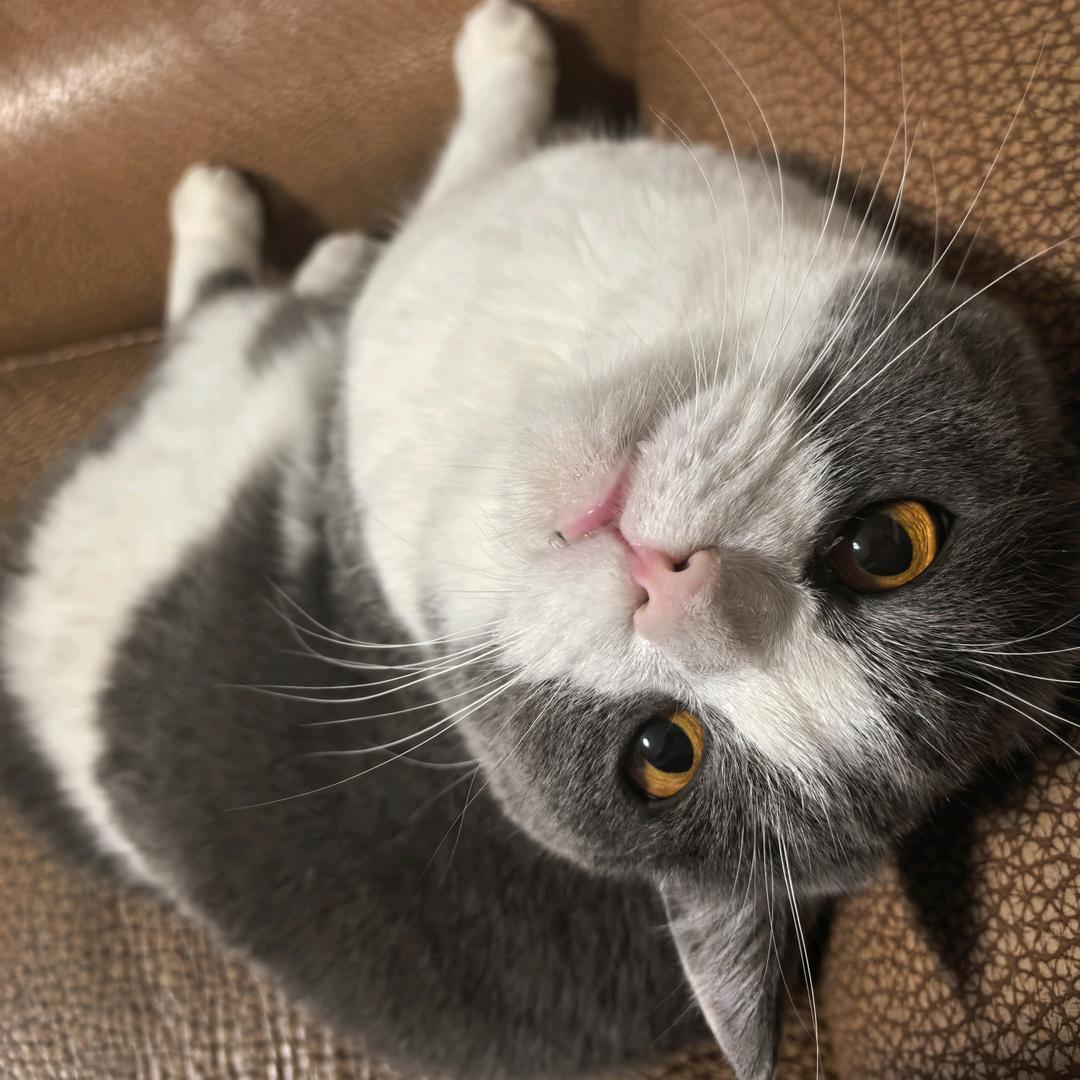 爱吃鱿鱼丝的猫🌲🌲