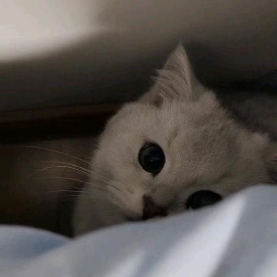 🐱