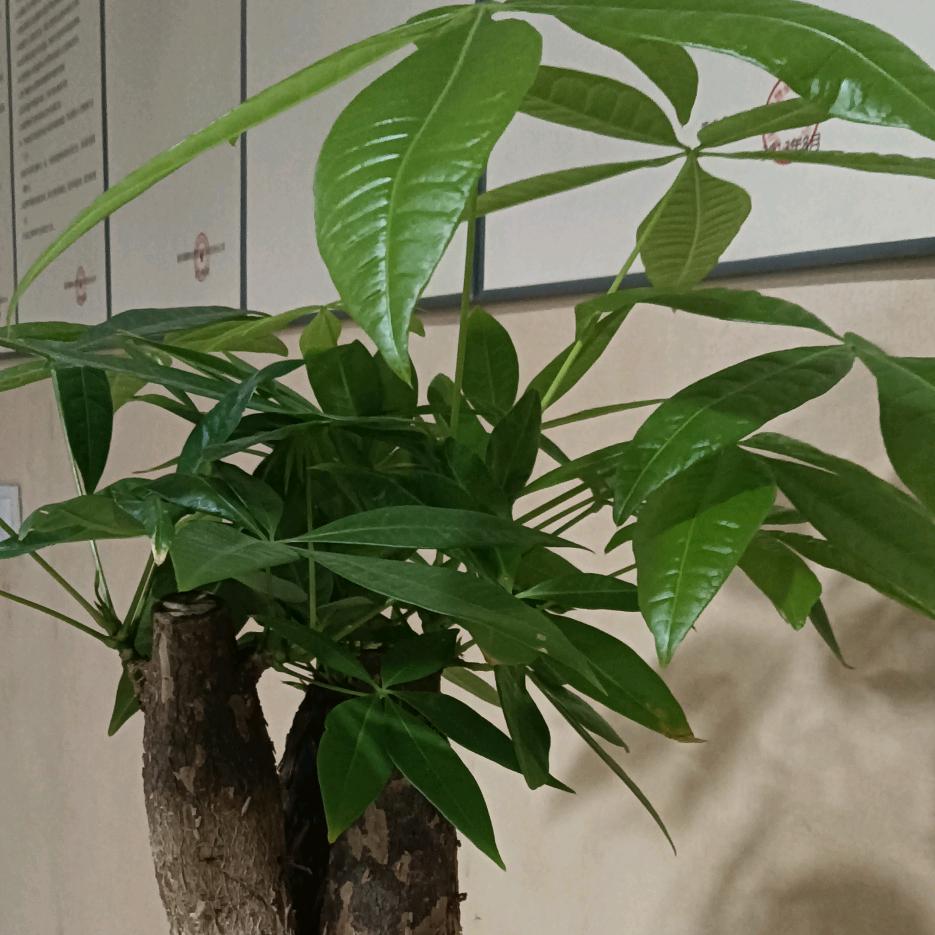 幸福