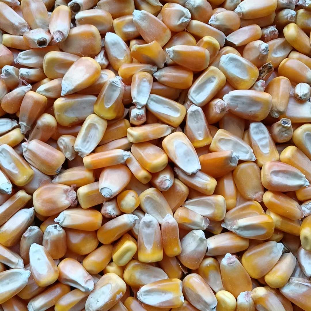 李刚没事收点粮