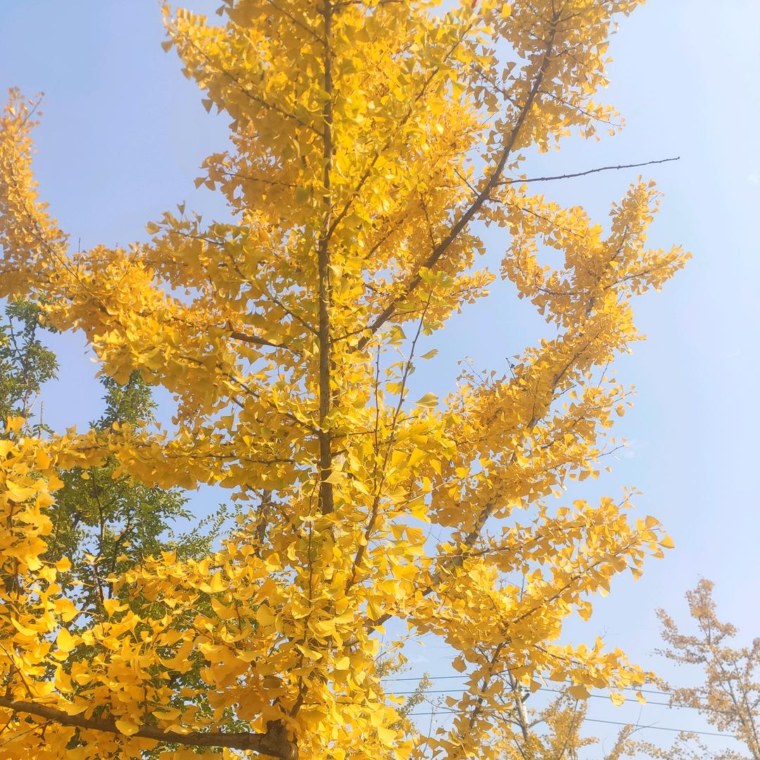 伟
