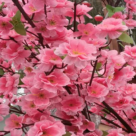 🌹云🌻淡🌸风🌹轻🌹