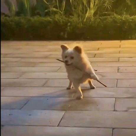 王朝溢、徐志辉、樊文卿 快点死