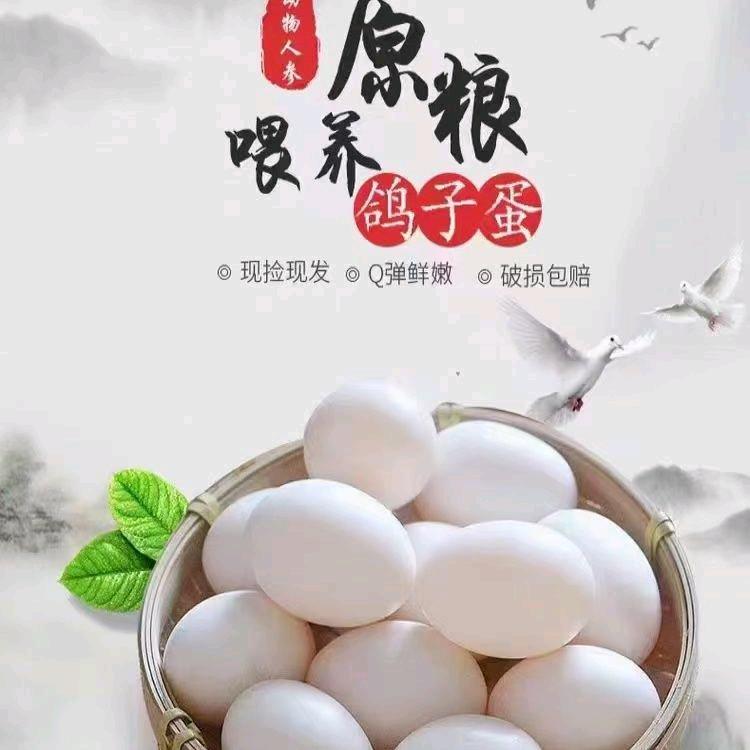 蒙山纯粮鸽子农场