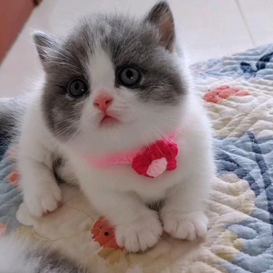 蓝琳朵猫屋