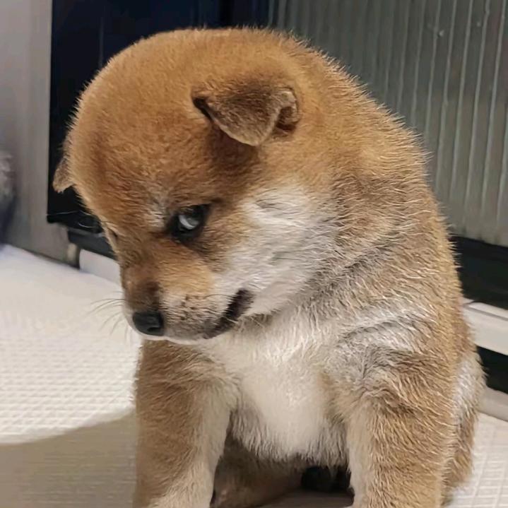 洋芋丝丝