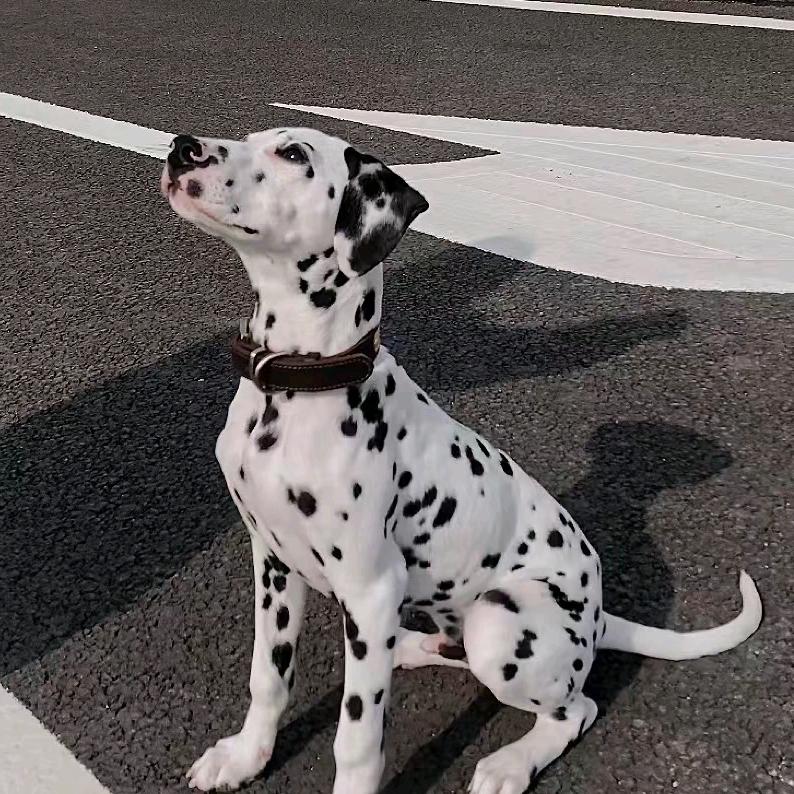 点子多＼(`Δ’)／