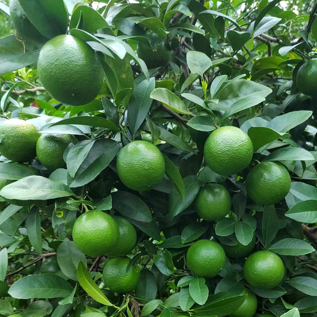 金哥悍马