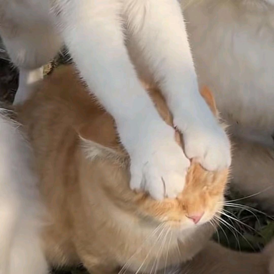 番茄炒西红柿🐾