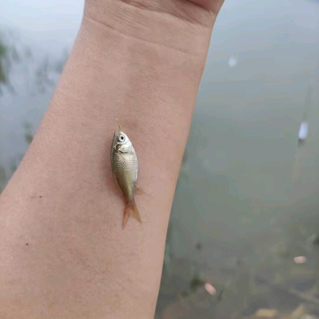 三个胖子