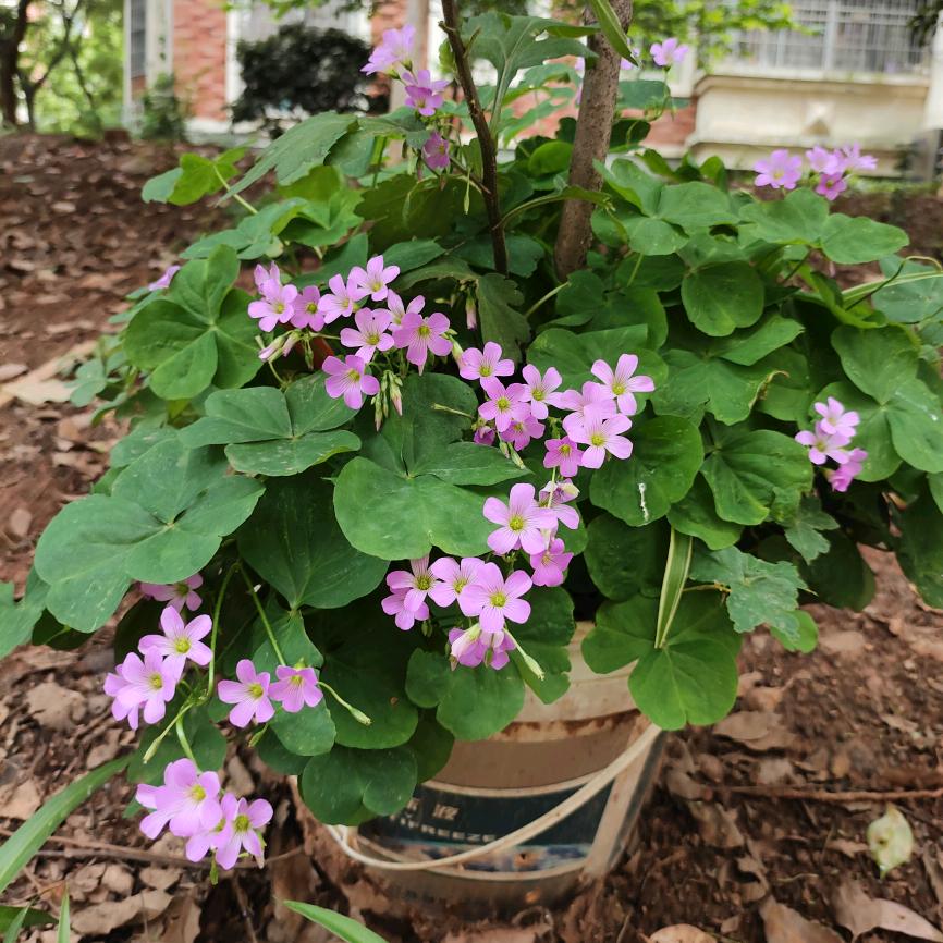 江西高安特产 代发快递