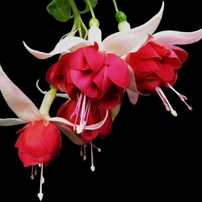 @🌹: ღ᭄💞幸运ོএ相随 💞ঞ