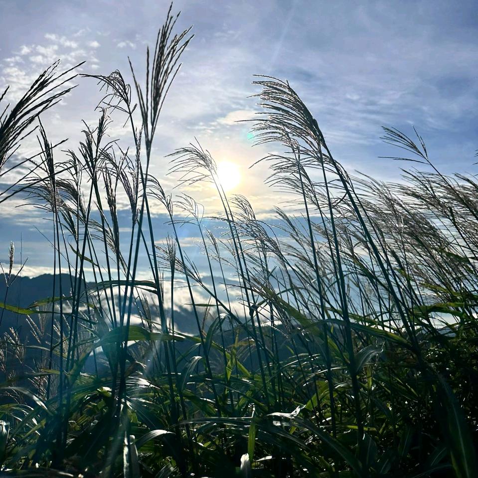 小杨小杨  喜气洋洋