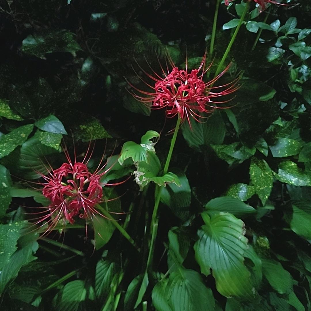 一花一世界，一木一枯荣