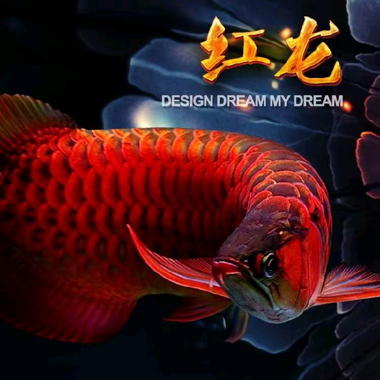 太原养鱼人水族器材 鱼缸